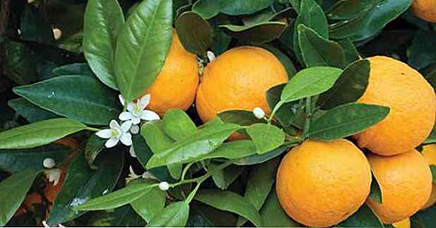 8 Beneficios de la Hoja de Naranjo - para qué sirve, propiedades y consejos