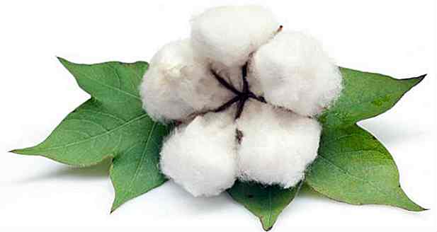 5 Beneficios de la hoja de algodón - para qué sirve y propiedades