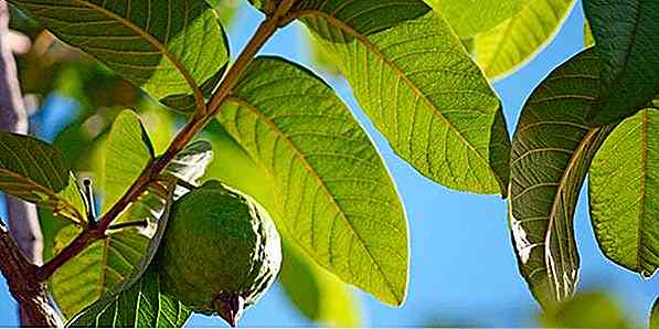 Foglia di Guava Emagrece?  Per quello che è e suggerimenti