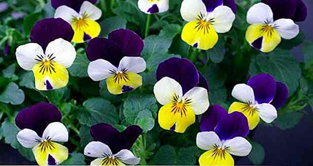 Viola Tricolor - pentru ce este, beneficiile și proprietățile