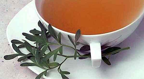 10 Beneficios del Té de Arruda - para qué sirve y consejos