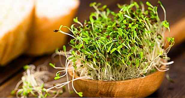 ¿Brote de Alfalfa adelgaza?  - Qué es, Beneficios y Cómo Hacer