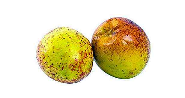 11 avantages du fruit Mangaba - sert et propriétés