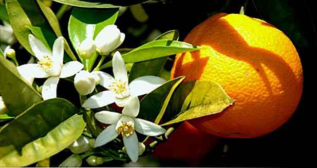 11 Beneficii de apă Laranjeira de flori - ce servește, cum să și Sfaturi