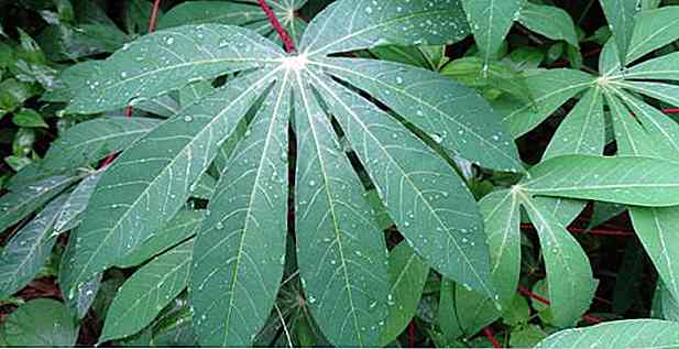 5 Beneficii de frunză de cassava - pentru care servește și proprietăți