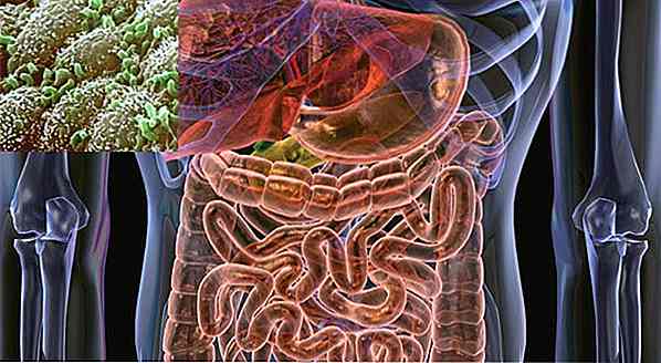 Come recuperare la flora intestinale - Cibo, integratori e suggerimenti