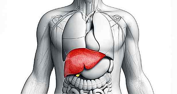 ¿Cuál es la función del hígado y por qué es tan importante?