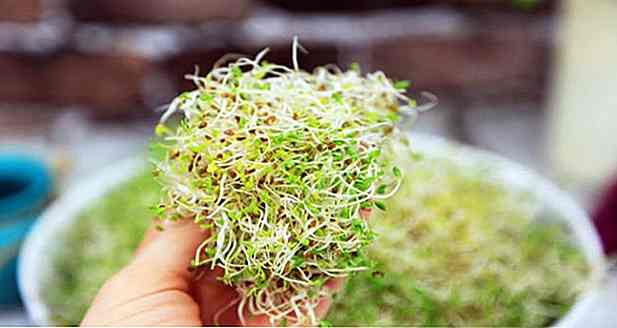 8 ricette con germogli di erba medica per perdere peso