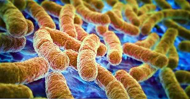 Menschliche Gefühle werden durch Darm-Bakterien, zweite Studie betroffen