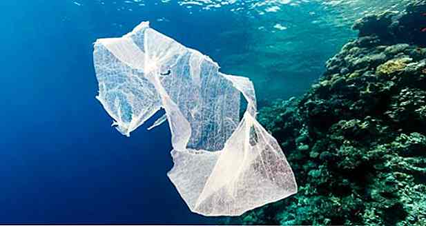 I consumatori di pesce ingeriscono fino a 11.000 pezzi di plastica all'anno