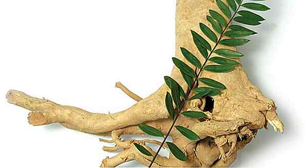 Eurycoma Longifolia: ce este, beneficii, efecte secundare și cum să luați