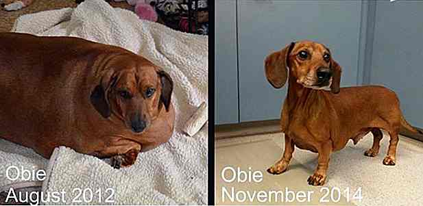 Câinele pierde 25 kg și se transformă în Star Calendar