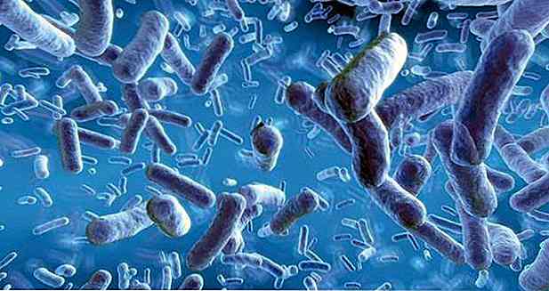 Bifidobakterien - was es ist und was es dient