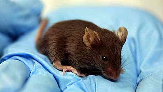 Neue Tested Technik bei Mäusen Kuren 96% der Krebsfälle