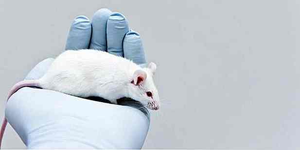 Supresión de Enzima Paró la acumulación de grasa en ratas independientes de la dieta
