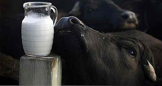 Le lait de Buffalo a-t-il du lactose?  Avantages et astuces