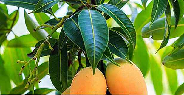 Ist Mango Tee schlank?  Was es dient, Vorteile und wie zu