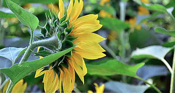 Ist Sonnenblumenblatt dünn?  Für was es ist, Vorteile, Tee und Tipps