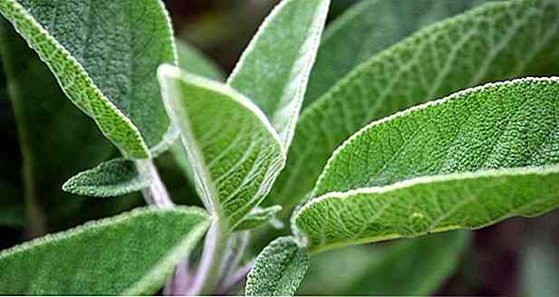 13 avantages de Salvia - pour lequel il sert et propriétés
