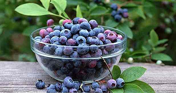 8 Vorteile von Blueberry (Blueberry) - für was es dient und Eigenschaften