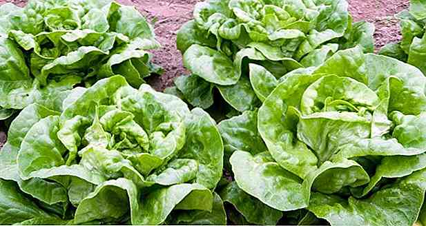 Kalorien aus Salat - Arten, Portionen und Tipps