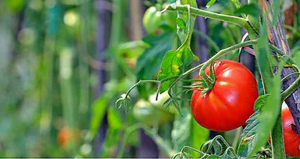 Feuille de tomate - Qu'est-ce que c'est, avantages, thé et comment utiliser