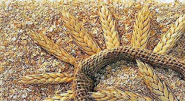Est-ce que le son de blé devient gras ou mince?