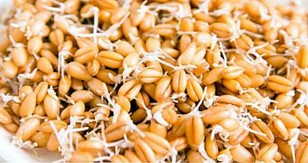 Germinate de blé - Qu'est-ce que c'est, Recettes, Pain, Comment et Conseils
