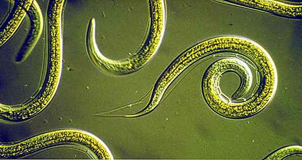 12 Symptome von Würmern - Arten und wie man behandelt