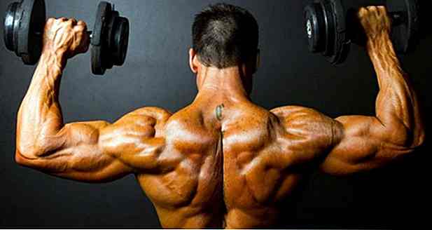 Wie ist der Muskelmassegewinn im Körper?
