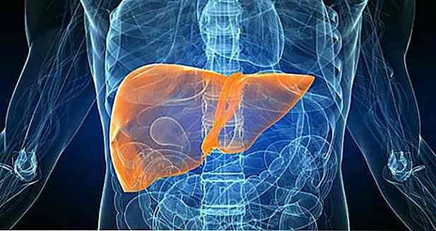 Rigenerazione del fegato dopo alcol, grassi e rimedi - Come avviene?