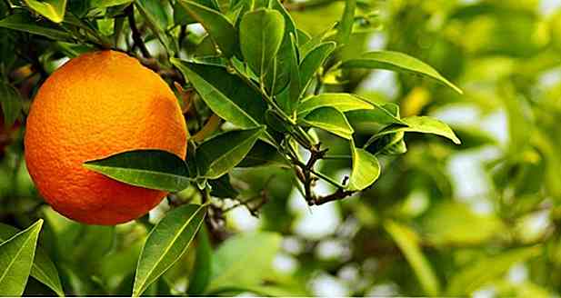 Citrus Aurantium: Qu'est-ce que c'est, ce qu'il sert et effets secondaires