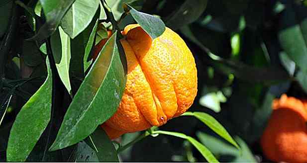 Bitterorange (Citrus aurantium) Gewichtsverlust?